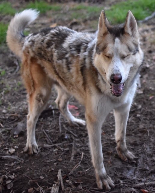 Things to Consider Before Owning a Husky Just Your Things to Consider Before Owning a Husky Just Your